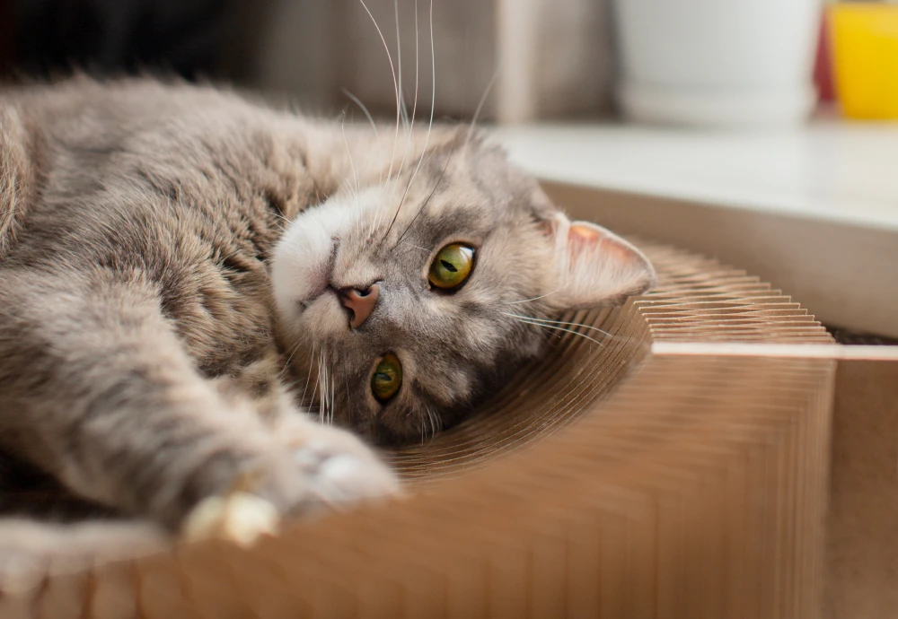 best indoor pet monitoring camera
