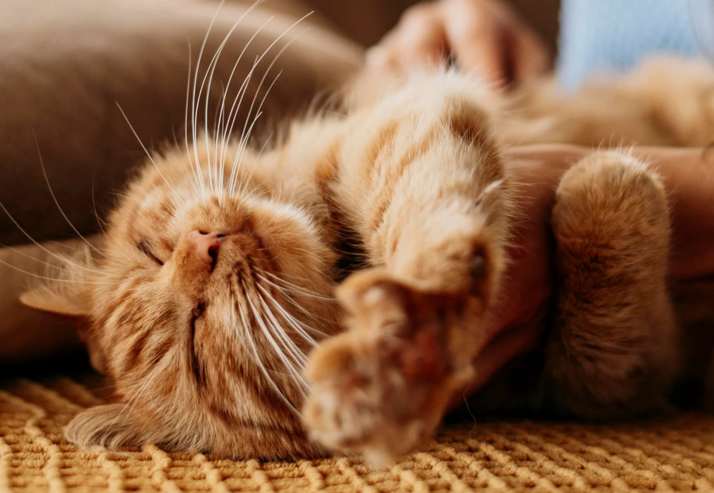 best home camera for pets